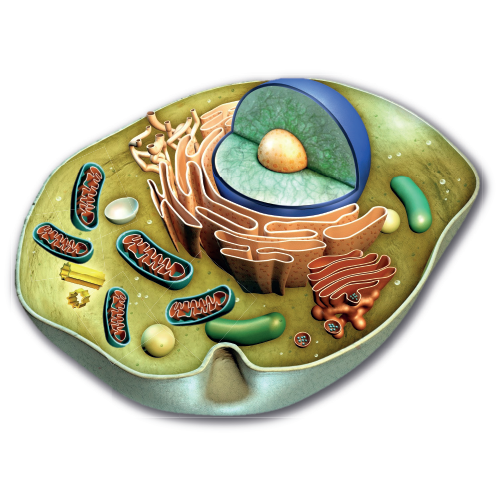 Gesundheit und Medizin Mitochondrien- Zelle